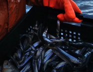 Незолотая рыбка: корюшку в Петербурге обещают продавать по цене до 350 рублей за килограмм